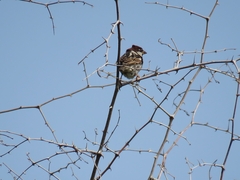 Passer hispaniolensis