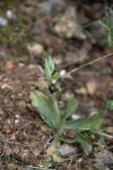Ophrys
