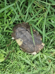 Malayemys macrocephala