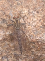 Clephydroneura