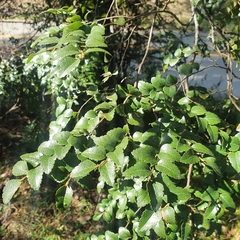 Nothofagus cunninghamii
