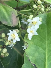 Ilex anomala