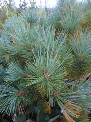 Pinus pumila