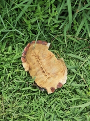 Malayemys macrocephala