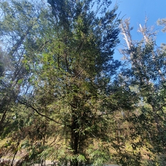 Nothofagus cunninghamii