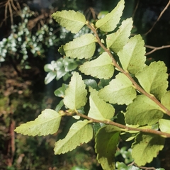 Nothofagus cunninghamii