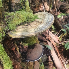 Ganoderma australe