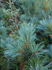 Pinus pumila