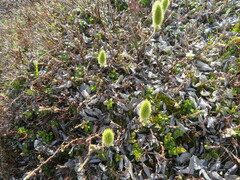 Salix lanata