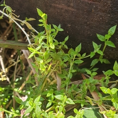 Stellaria flaccida