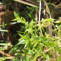 Stellaria flaccida