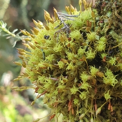 Orthotrichum pulchellum