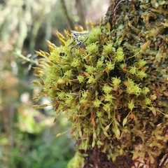 Orthotrichum pulchellum