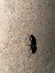 Scarites subterraneus