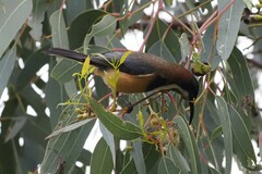 Acanthorhynchus tenuirostris