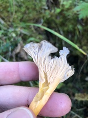 Craterellus lutescens