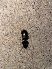 Scarites subterraneus