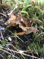 Craterellus lutescens
