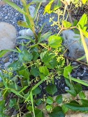 Causonis corniculata