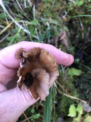 Craterellus lutescens
