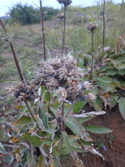 Saussurea pseudotilesii