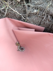 Oligosoma polychroma