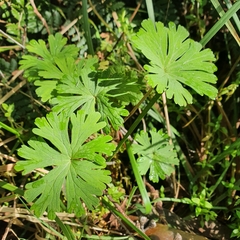Geranium homeanum