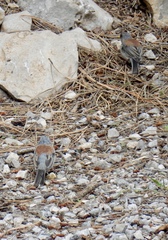 Junco hyemalis dorsalis