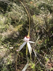 Caladenia splendens