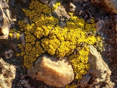 Candelariella rosulans