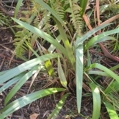 Dianella tasmanica
