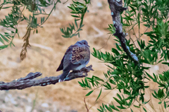 Streptopelia turtur