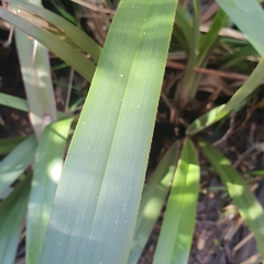 Dianella tasmanica