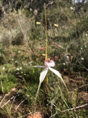 Caladenia splendens