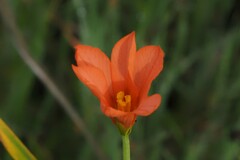Moraea flaccida