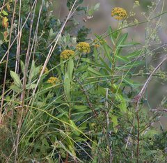 Bupleurum fruticosum