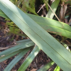 Dianella tasmanica