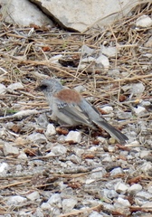Junco hyemalis dorsalis