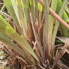 Dianella tasmanica