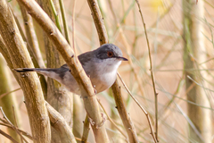 Curruca melanocephala