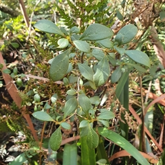Coprosma hirtella