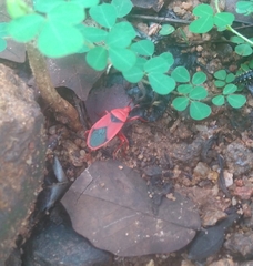 Probergrothius sanguinolens