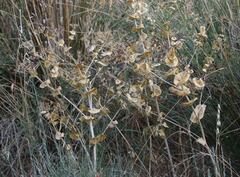 Smyrnium perfoliatum