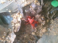 Probergrothius sanguinolens