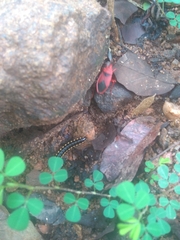 Probergrothius sanguinolens