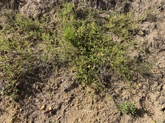 Aspalathus retroflexa