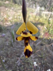 Diuris decrementa