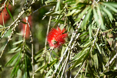 Melaleuca viminalis