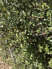 Rhamnus crocea