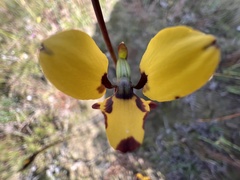 Diuris decrementa